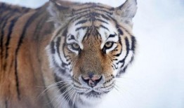 扒爷爆料东北虎视频播放,东北虎神秘视频幕后真相曝光